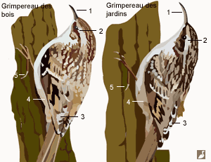 grimpereaux-comparaison.gif