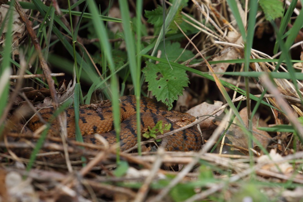 Vipère aspic - Vipera aspis aspis 2 I&N.JPG