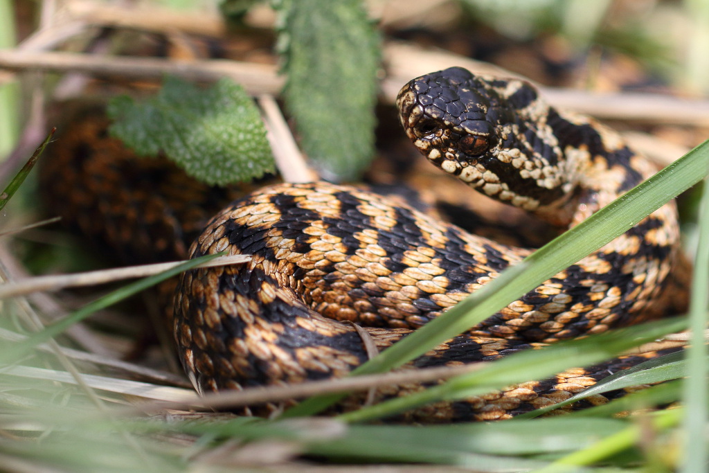 Vipère péliade - Vipera berus #3.2 010518 I&N.JPG
