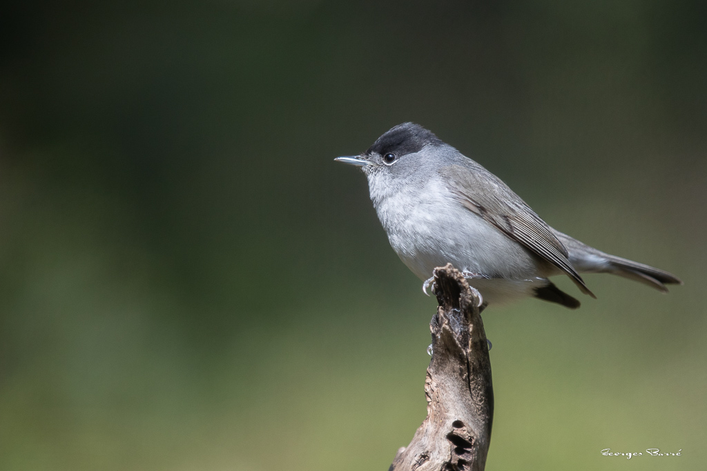 Fauvette à Tête Noire (Sylvia atricapilla) Blackcap-92-2.jpg