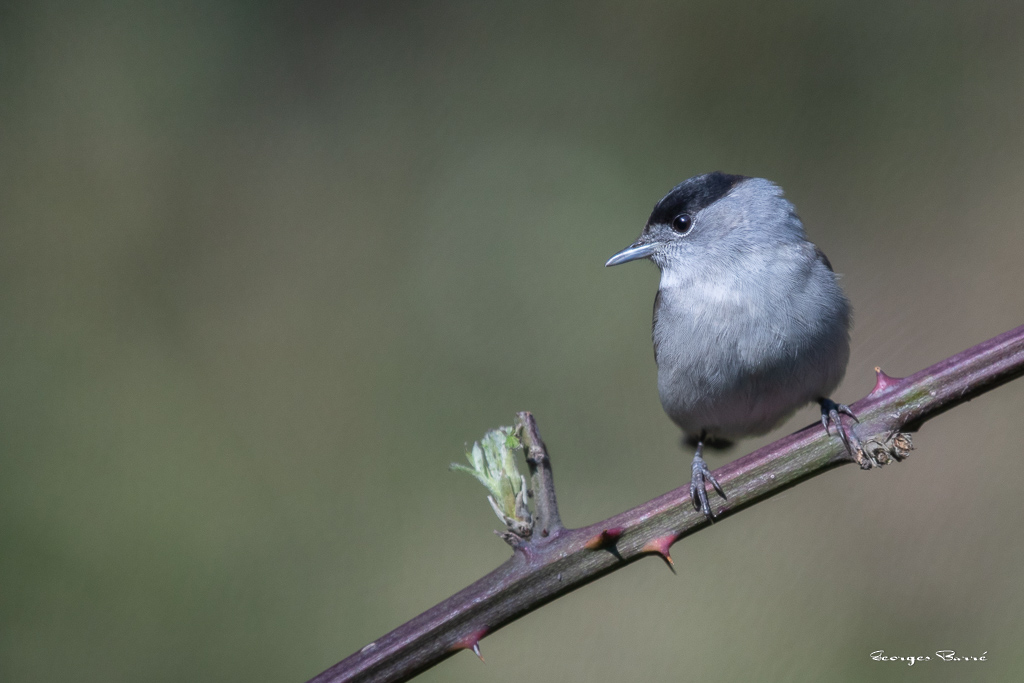 Fauvette à Tête Noire (Sylvia atricapilla) Blackcap-96.jpg