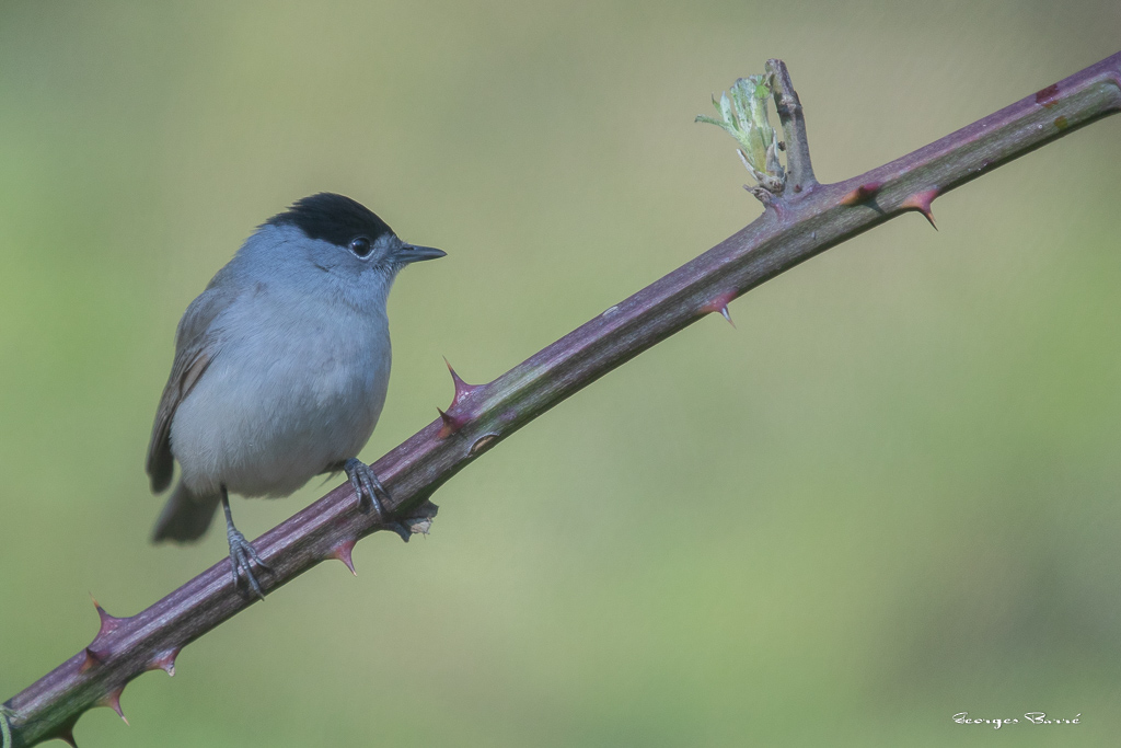 Fauvette à Tête Noire (Sylvia atricapilla) Blackcap-102.jpg