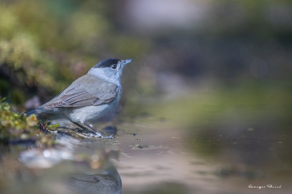 Fauvette à Tête Noire (Sylvia atricapilla) Blackcap-104.jpg