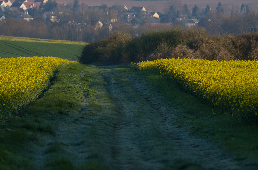 Petite gelée du 13.04.2019-1.jpg