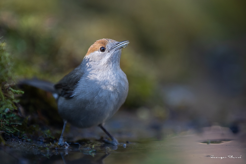 Fauvette à Tête Noire (Sylvia atricapilla) Blackcap-121.jpg