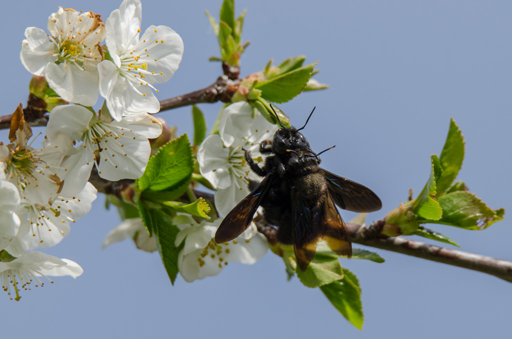Abeilles charpentières.jpg