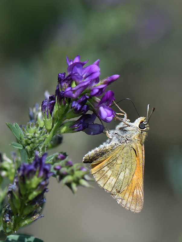 DS5_4671.jpg