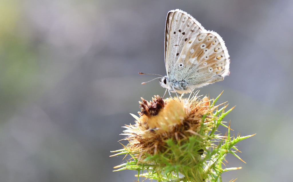 DS5_6373.jpg