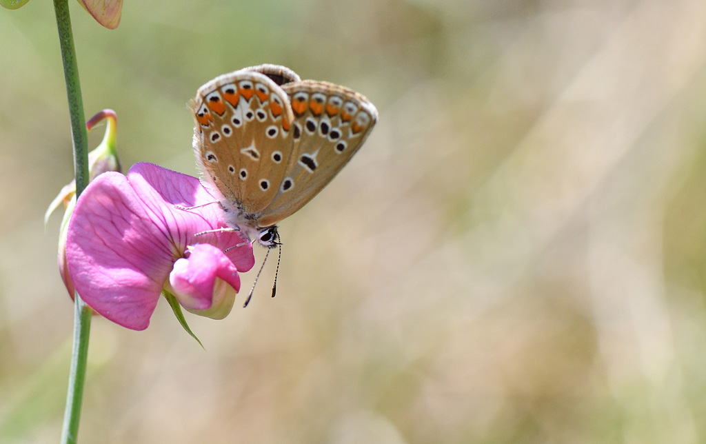 DSC_8414.jpg