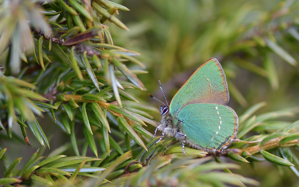 DSC_7381.jpg