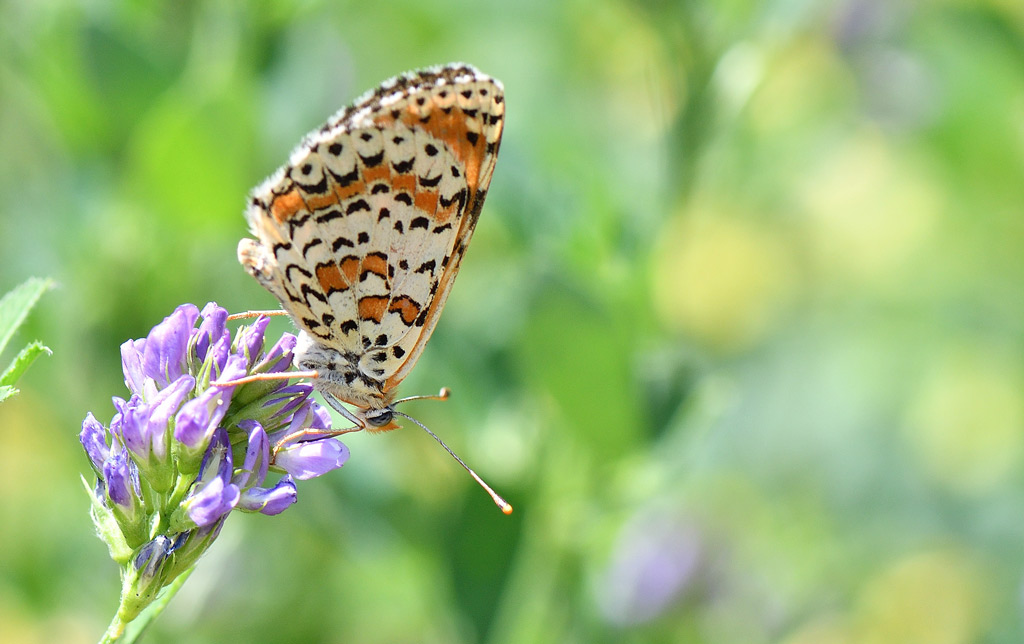 DSC_8446.jpg