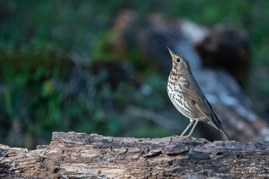 Grive Musicienne (Turdus philomelos) Song thrush-116.jpg