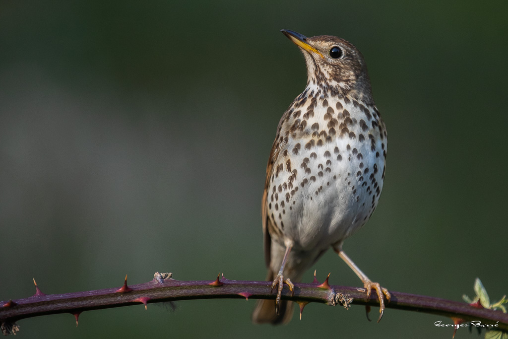 Grive Musicienne (Turdus philomelos) Song thrush-119.jpg