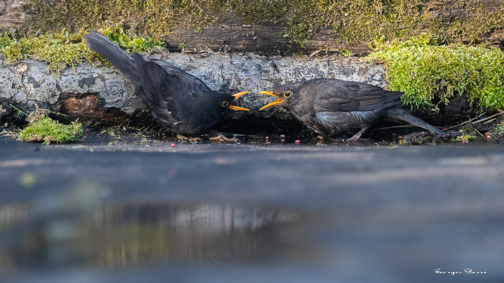 Merle Noir (Turdus merula) Eurasian or Common blackbird-35.jpg