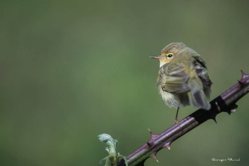 Pouillot Véloce (Phylloscopus collybita) Eurasian or Common chiffchaff-113.jpg