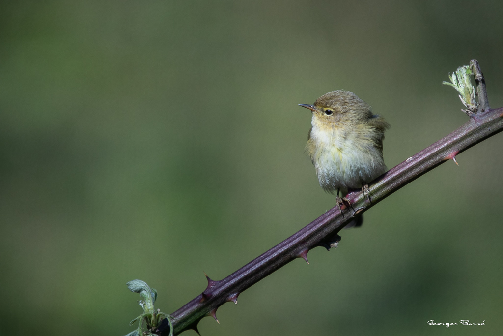 Pouillot Véloce (Phylloscopus collybita) Eurasian or Common chiffchaff-126.jpg