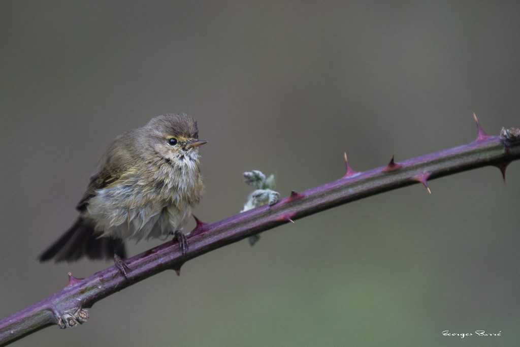 Pouillot Véloce (Phylloscopus collybita) Eurasian or Common chiffchaff-134.jpg