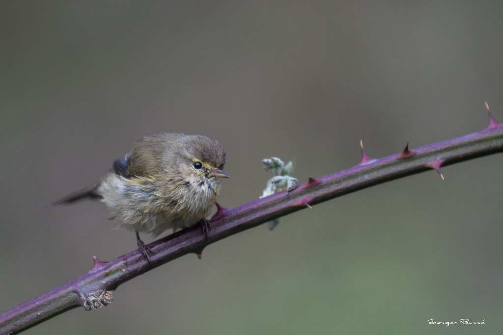 Pouillot Véloce (Phylloscopus collybita) Eurasian or Common chiffchaff-139.jpg