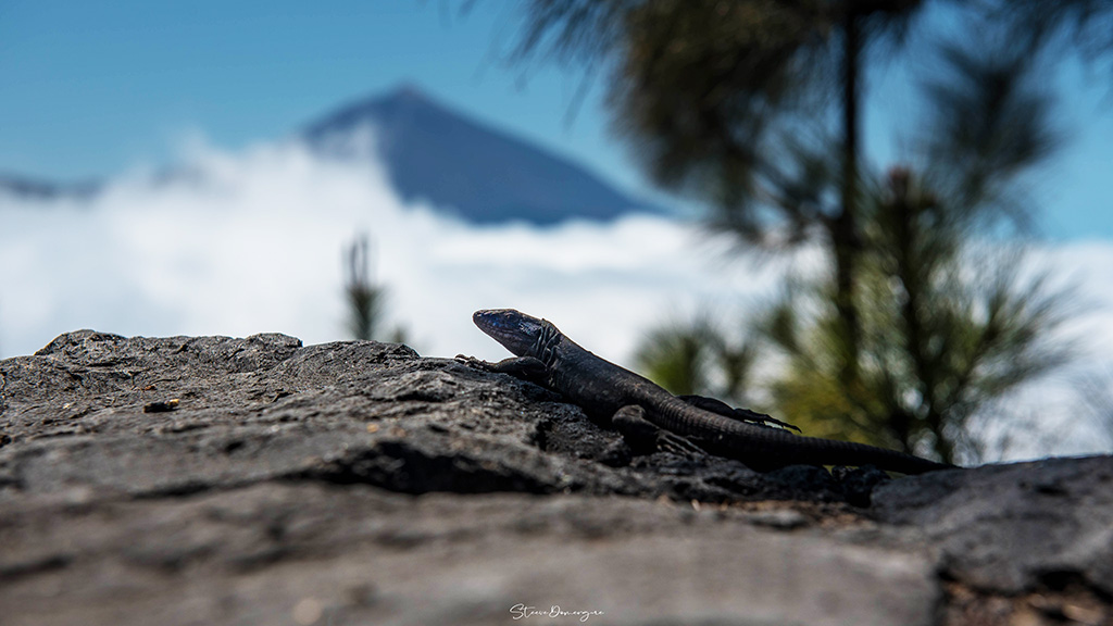 lezard tene.jpg