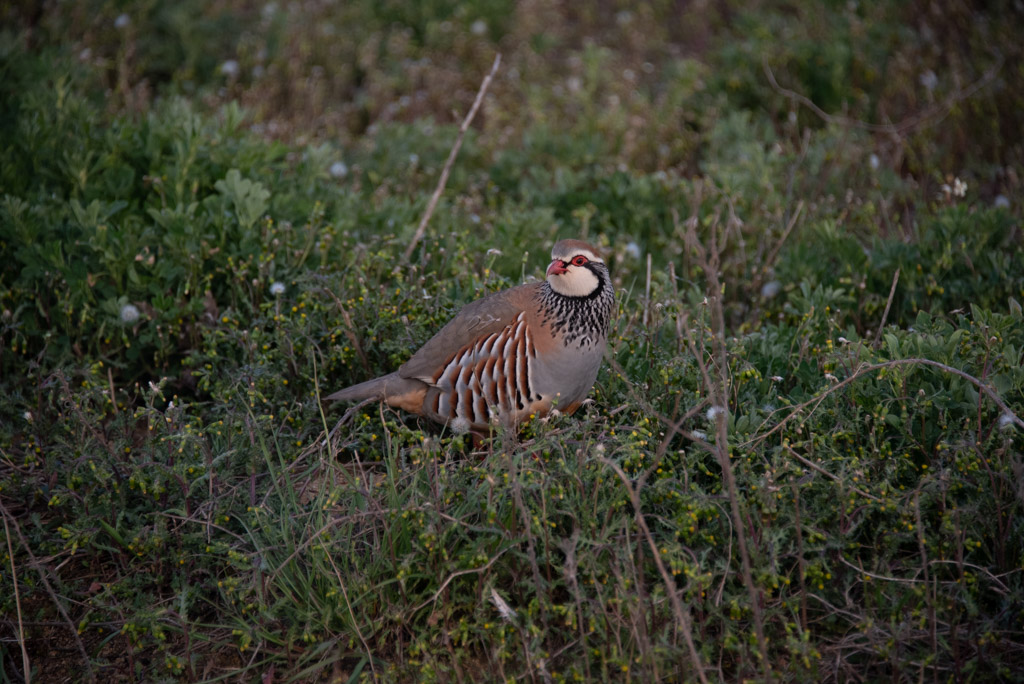 _D756525.jpg