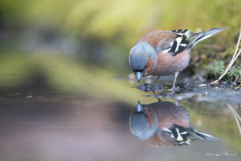 Pinson des arbres (Fringilla coelebs) Chaffinch-200.jpg