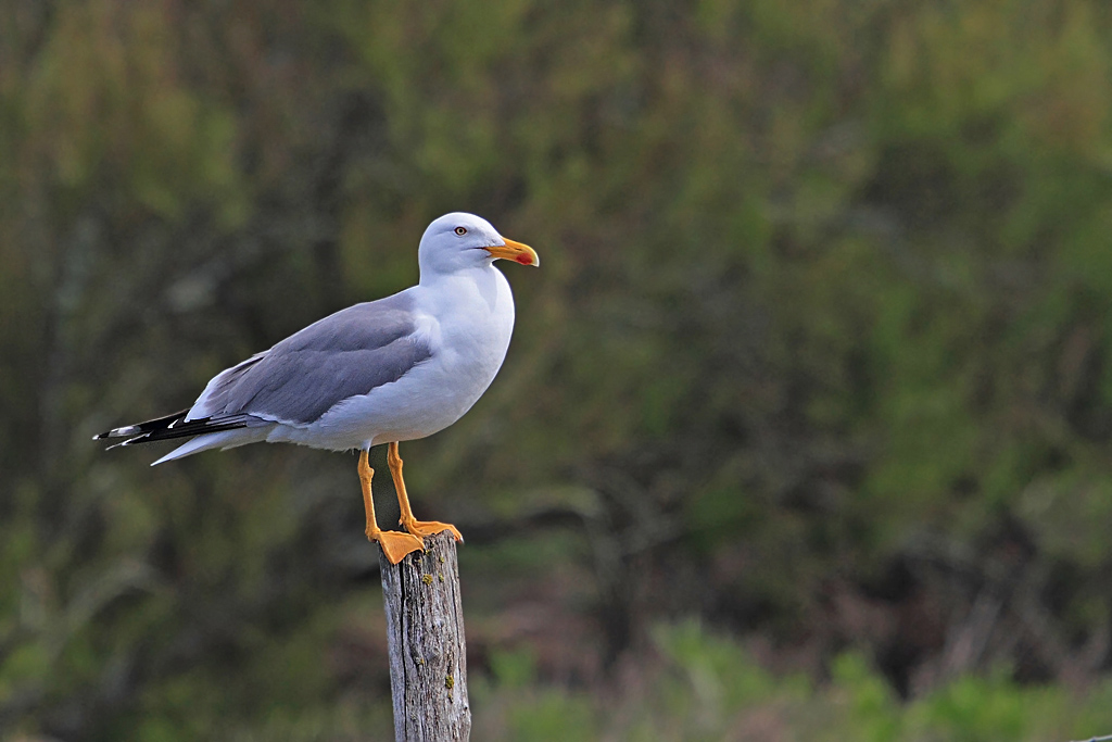 Goeland leucophée 3 IN.jpg