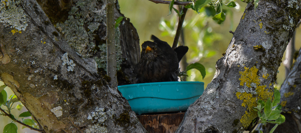 Merle au bain-5.jpg