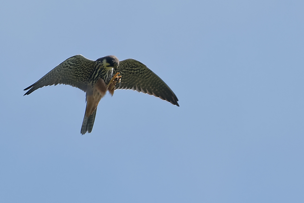 DSC_8582_DxO.jpg