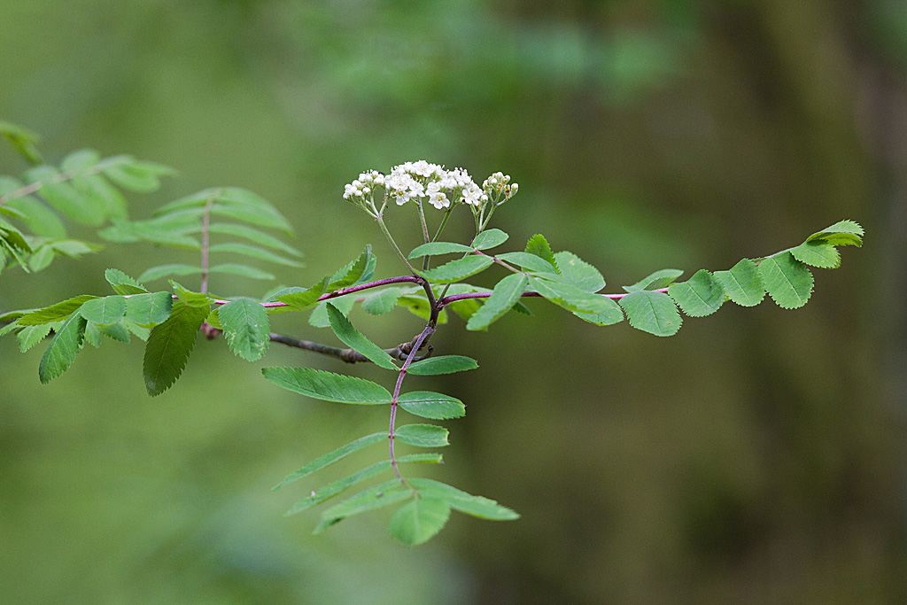 IMG_8115 IN.jpg