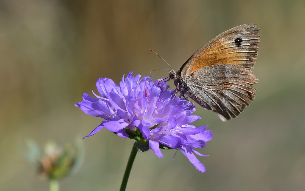 DS5_6397.jpg
