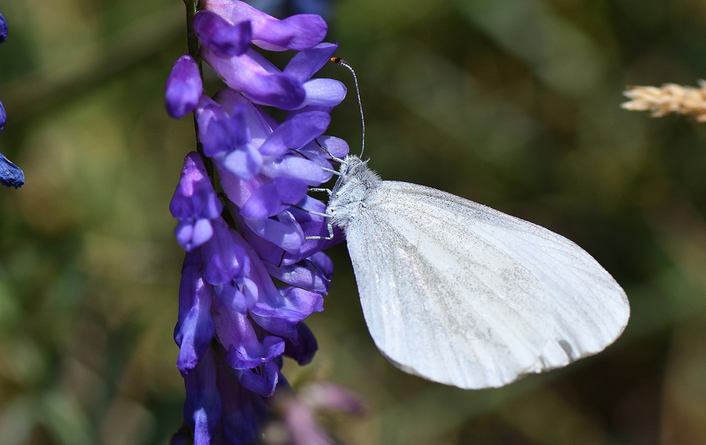 DSC_8241.jpg
