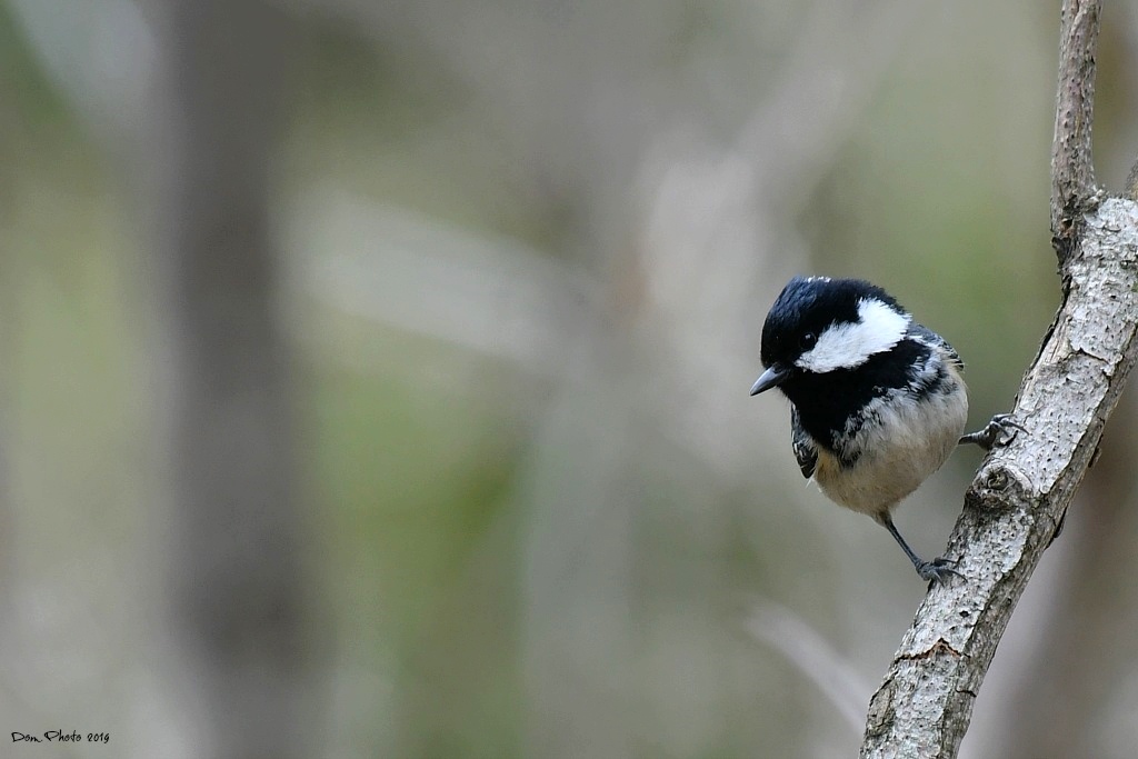 DSC_5346IN.jpg
