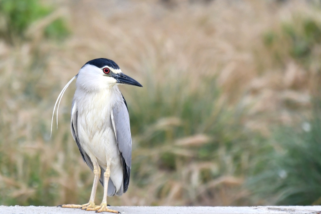 DSC_7091.JPGIN2.jpg