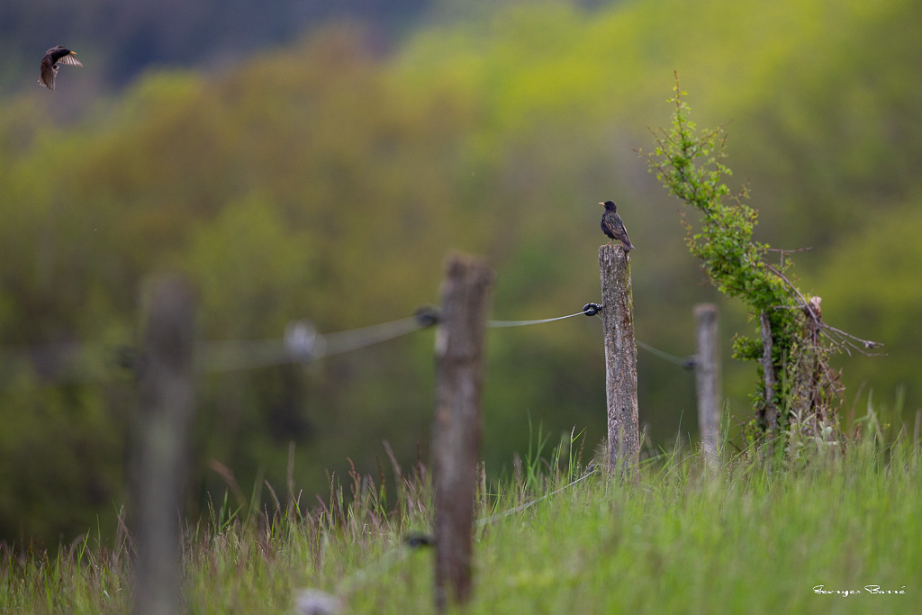 Etourneau Sansonnet (Sturnus vulgaris) Common starling-16.jpg