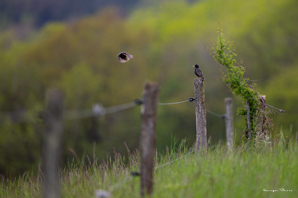 Etourneau Sansonnet (Sturnus vulgaris) Common starling-17.jpg
