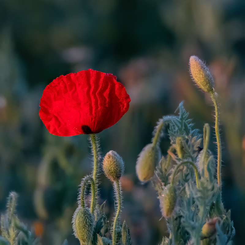 _DSC1503-ps.jpg