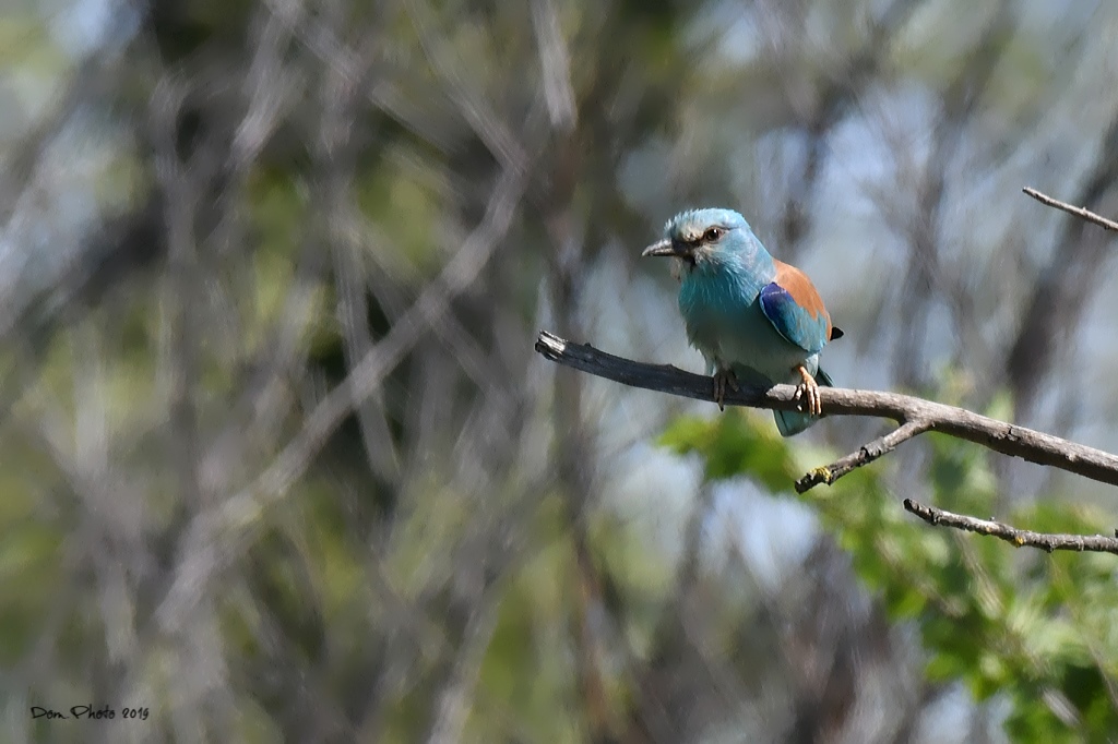 DSC_7797.JPGIN.jpg
