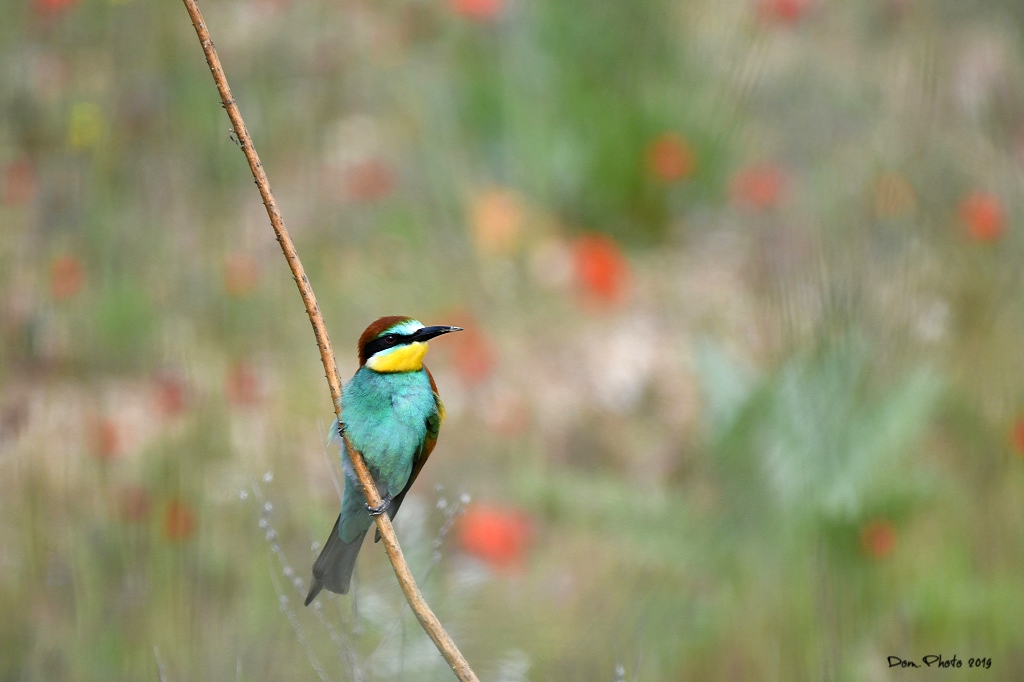 DSC_7457.JPGIN.jpg