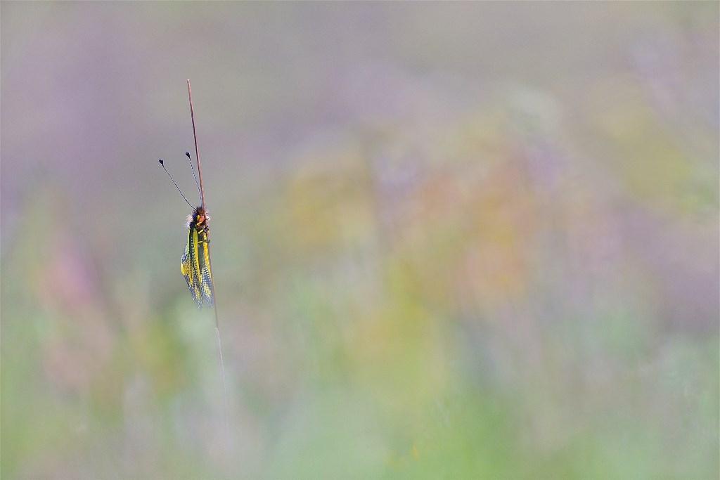 DSC_1680.jpg