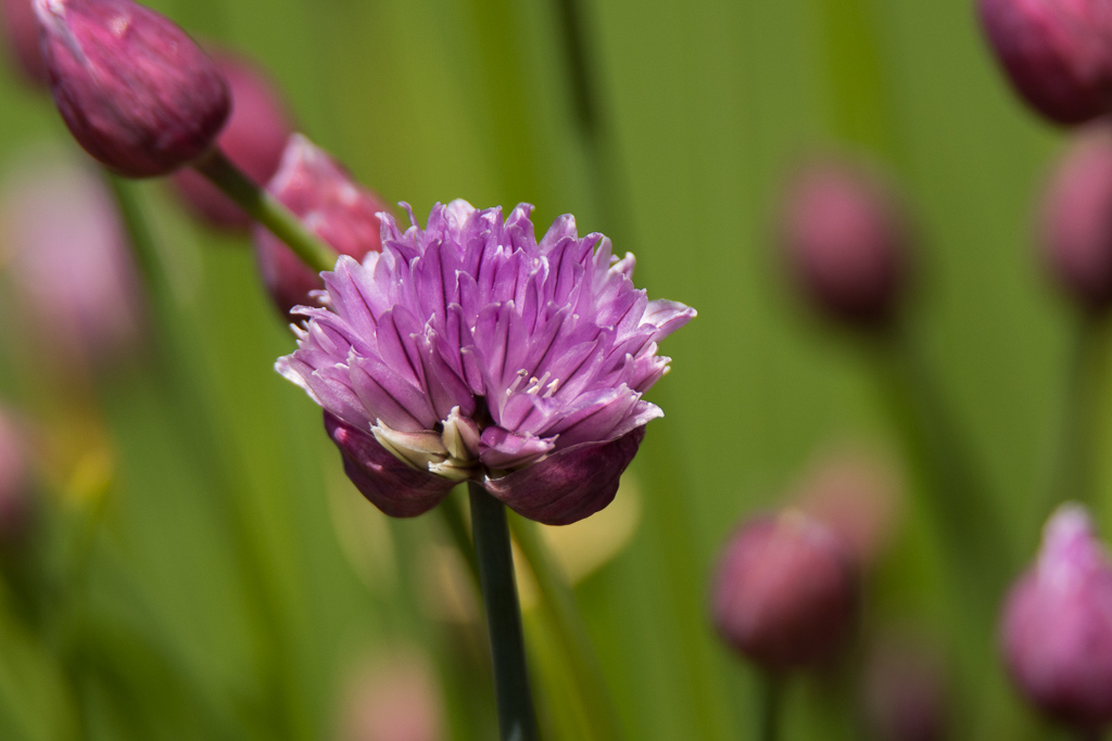 Fleur de ciboulette.jpg