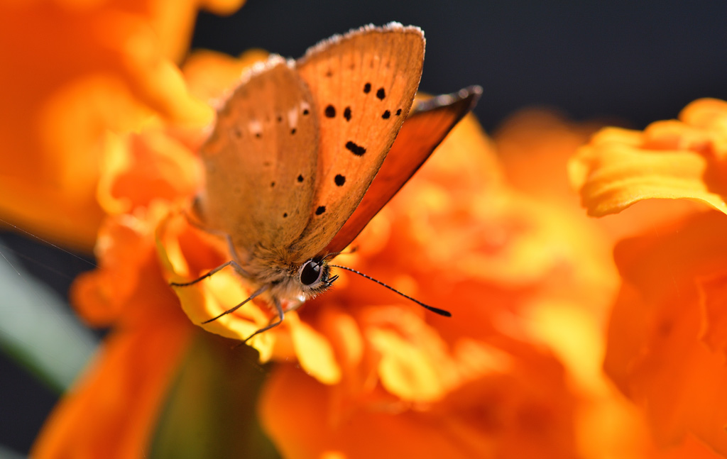 DS5_4663.jpg