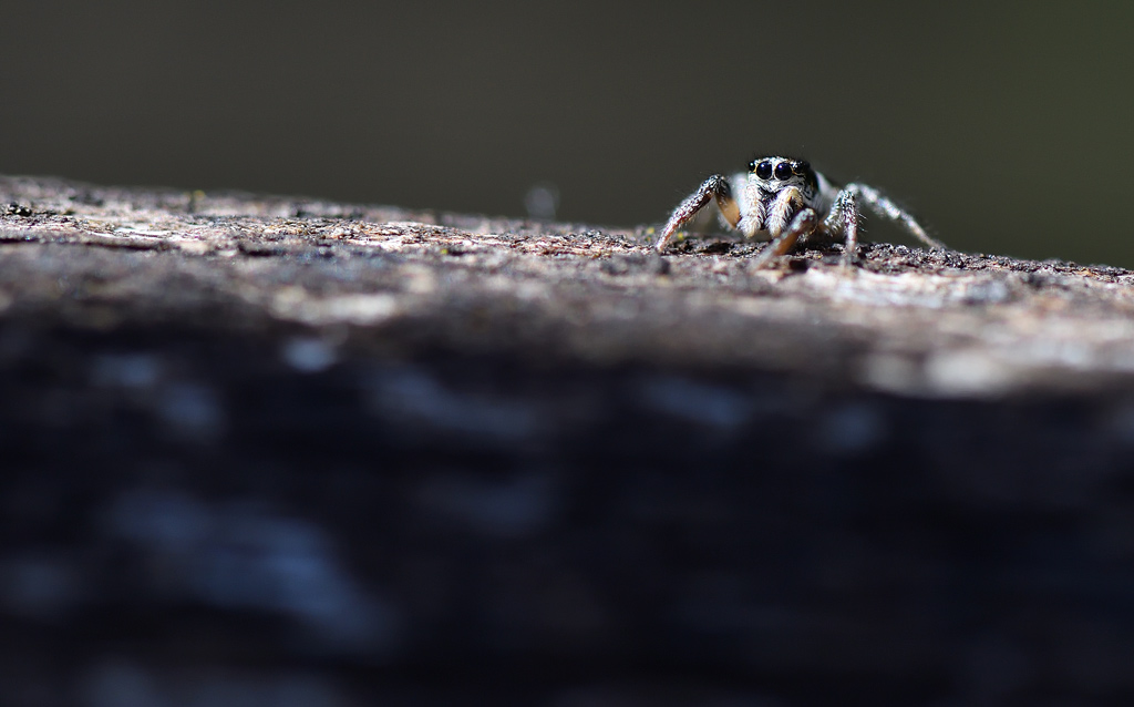 DS5_6334.jpg