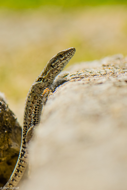 lezard des murailles 05 2019.JPG