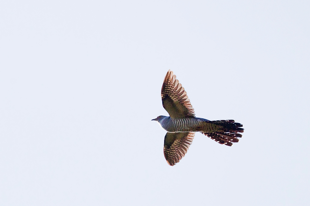 IMG_8326 in.jpg