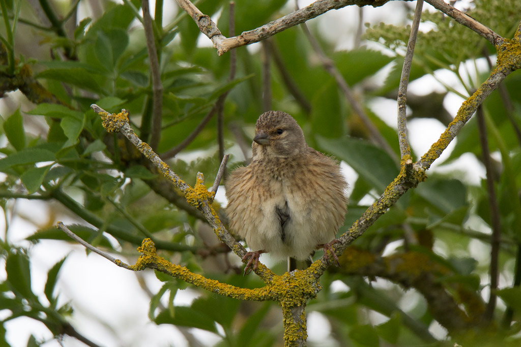 Linotte mélodieuse juvenile-3.jpg