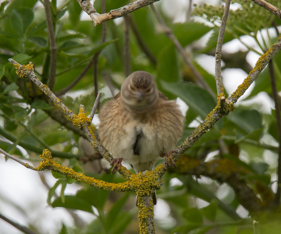 Linotte mélodieuse juvenile-2.jpg