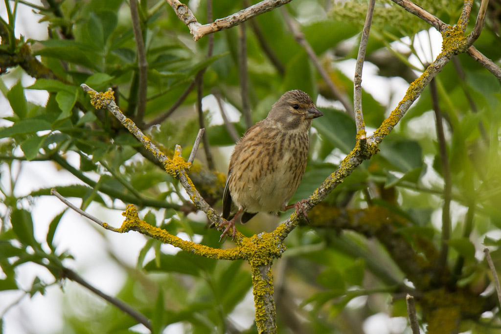 Linotte mélodieuse juvenile.jpg
