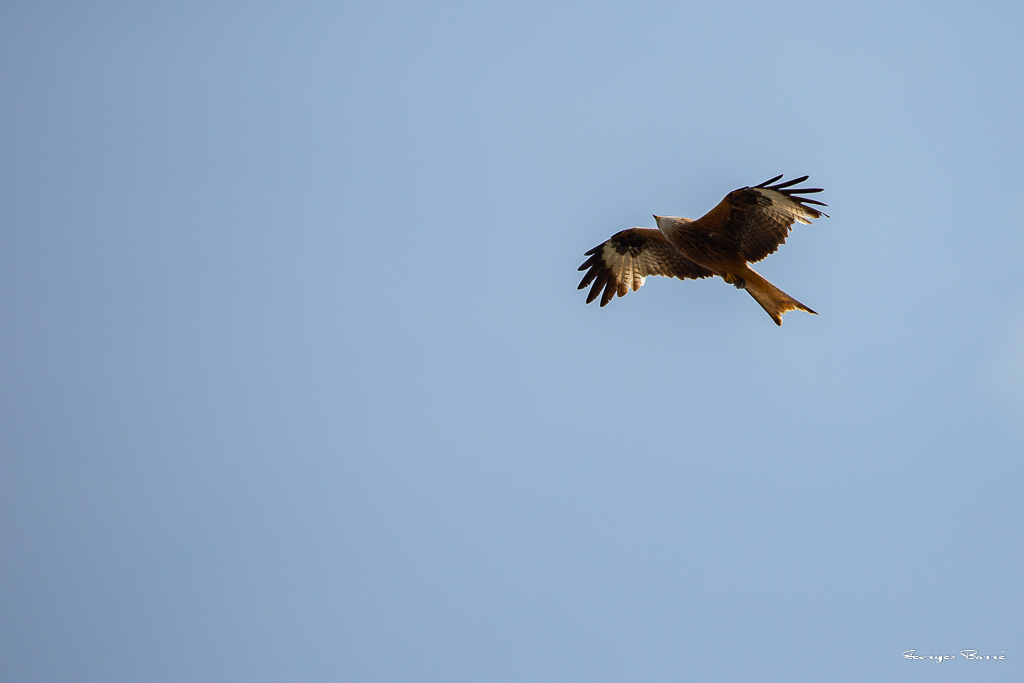 Milan noir (Milvus migrans) Black kite-1.jpg