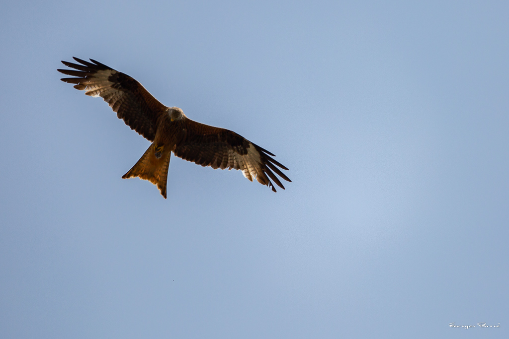 Milan noir (Milvus migrans) Black kite-5.jpg