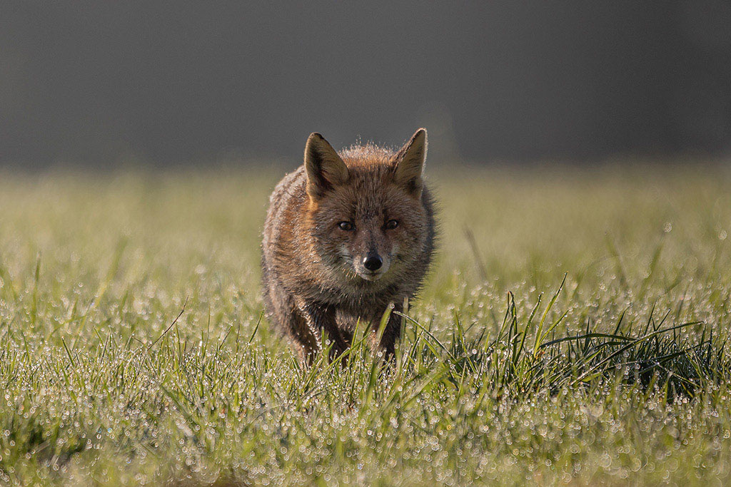 Renard1.jpg